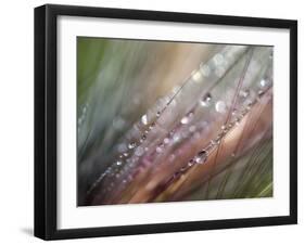 Dew-Ursula Abresch-Framed Photographic Print