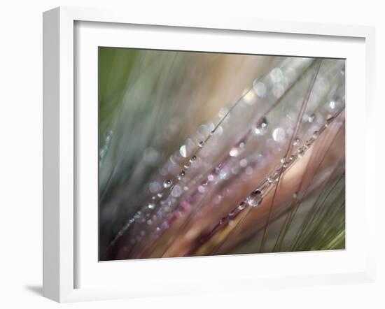 Dew-Ursula Abresch-Framed Photographic Print