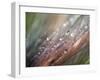 Dew-Ursula Abresch-Framed Photographic Print