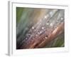 Dew-Ursula Abresch-Framed Photographic Print