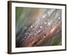 Dew-Ursula Abresch-Framed Photographic Print