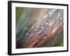 Dew-Ursula Abresch-Framed Photographic Print