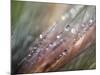 Dew-Ursula Abresch-Mounted Photographic Print