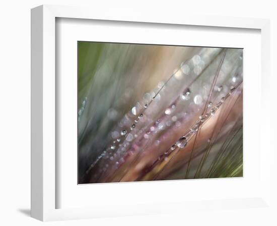 Dew-Ursula Abresch-Framed Photographic Print