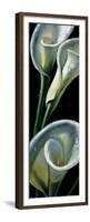 Dewdrop Callas-null-Framed Premium Giclee Print