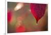 Dewdrop on red leaf on a colorful background with bokeh-Paivi Vikstrom-Framed Photographic Print