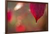 Dewdrop on red leaf on a colorful background with bokeh-Paivi Vikstrom-Framed Photographic Print