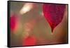 Dewdrop on red leaf on a colorful background with bokeh-Paivi Vikstrom-Framed Stretched Canvas