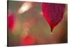 Dewdrop on red leaf on a colorful background with bokeh-Paivi Vikstrom-Stretched Canvas