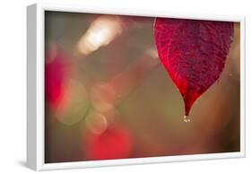 Dewdrop on red leaf on a colorful background with bokeh-Paivi Vikstrom-Framed Photographic Print