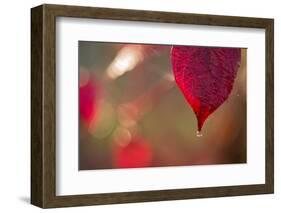 Dewdrop on red leaf on a colorful background with bokeh-Paivi Vikstrom-Framed Photographic Print