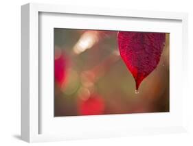 Dewdrop on red leaf on a colorful background with bokeh-Paivi Vikstrom-Framed Photographic Print