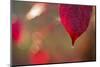 Dewdrop on red leaf on a colorful background with bokeh-Paivi Vikstrom-Mounted Photographic Print