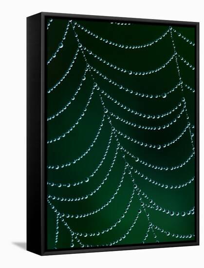 Dewdrop on Spider Web, Louisville, Kentucky, USA-Adam Jones-Framed Stretched Canvas
