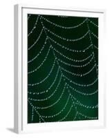 Dewdrop on Spider Web, Louisville, Kentucky, USA-Adam Jones-Framed Premium Photographic Print