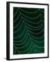Dewdrop on Spider Web, Louisville, Kentucky, USA-Adam Jones-Framed Photographic Print