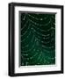 Dewdrop on Spider Web, Louisville, Kentucky, USA-Adam Jones-Framed Photographic Print