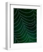 Dewdrop on Spider Web, Louisville, Kentucky, USA-Adam Jones-Framed Photographic Print
