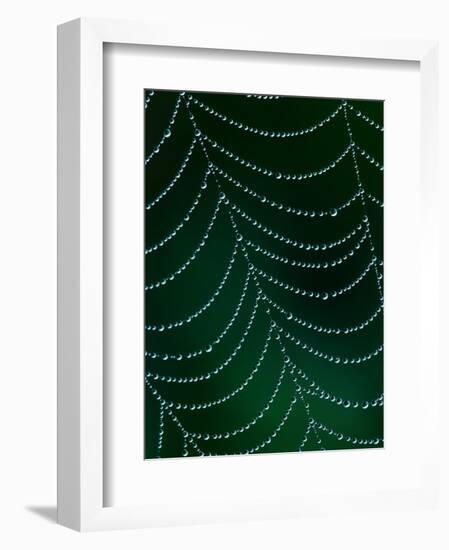 Dewdrop on Spider Web, Louisville, Kentucky, USA-Adam Jones-Framed Photographic Print