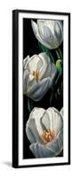 Dewdrop Tulips-null-Framed Premium Giclee Print