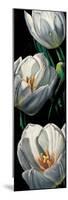 Dewdrop Tulips-null-Mounted Premium Giclee Print