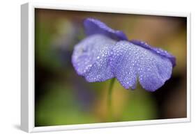 Dewdrops On A Petal Of Pansy-Paivi Vikstrom-Framed Photographic Print