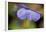 Dewdrops On A Petal Of Pansy-Paivi Vikstrom-Framed Photographic Print