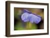 Dewdrops On A Petal Of Pansy-Paivi Vikstrom-Framed Photographic Print