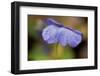 Dewdrops On A Petal Of Pansy-Paivi Vikstrom-Framed Photographic Print