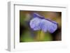 Dewdrops On A Petal Of Pansy-Paivi Vikstrom-Framed Photographic Print