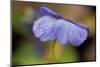 Dewdrops On A Petal Of Pansy-Paivi Vikstrom-Mounted Photographic Print