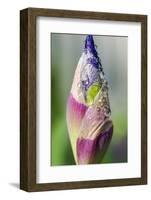 Dewdrops on an iris bud.-Julie Eggers-Framed Photographic Print