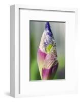 Dewdrops on an iris bud.-Julie Eggers-Framed Photographic Print