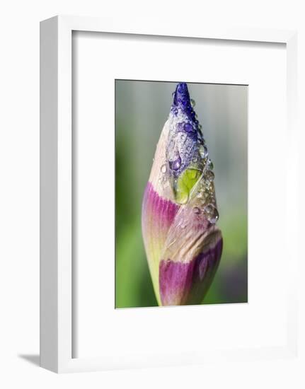 Dewdrops on an iris bud.-Julie Eggers-Framed Photographic Print