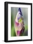 Dewdrops on an iris bud.-Julie Eggers-Framed Photographic Print