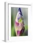 Dewdrops on an iris bud.-Julie Eggers-Framed Photographic Print