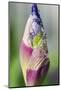 Dewdrops on an iris bud.-Julie Eggers-Mounted Photographic Print