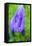 Dewdrops on bluebells.-Julie Eggers-Framed Stretched Canvas