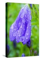 Dewdrops on bluebells.-Julie Eggers-Stretched Canvas