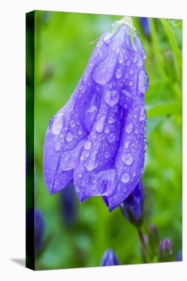 Dewdrops on bluebells.-Julie Eggers-Stretched Canvas