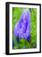 Dewdrops on bluebells.-Julie Eggers-Framed Photographic Print