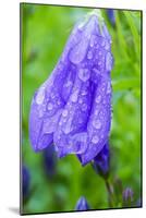 Dewdrops on bluebells.-Julie Eggers-Mounted Photographic Print