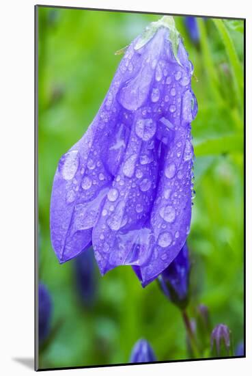 Dewdrops on bluebells.-Julie Eggers-Mounted Photographic Print