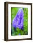 Dewdrops on bluebells.-Julie Eggers-Framed Photographic Print