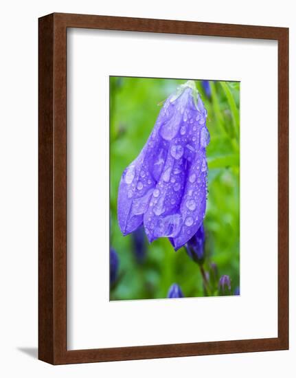 Dewdrops on bluebells.-Julie Eggers-Framed Photographic Print