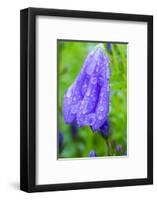 Dewdrops on bluebells.-Julie Eggers-Framed Photographic Print