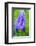 Dewdrops on bluebells.-Julie Eggers-Framed Photographic Print