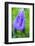 Dewdrops on bluebells.-Julie Eggers-Framed Photographic Print