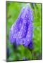 Dewdrops on bluebells.-Julie Eggers-Mounted Photographic Print
