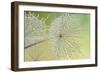 Dewy Dandelion-Cora Niele-Framed Photographic Print